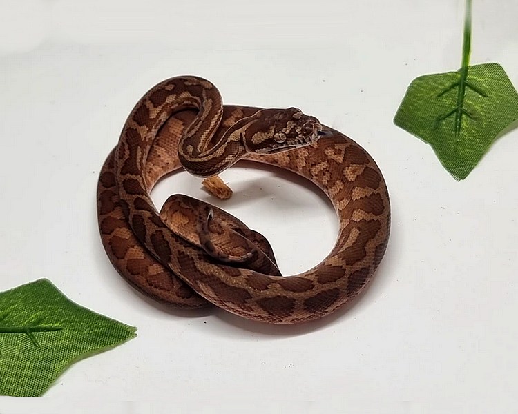 Caramel Carpet Python ~ Juvenile